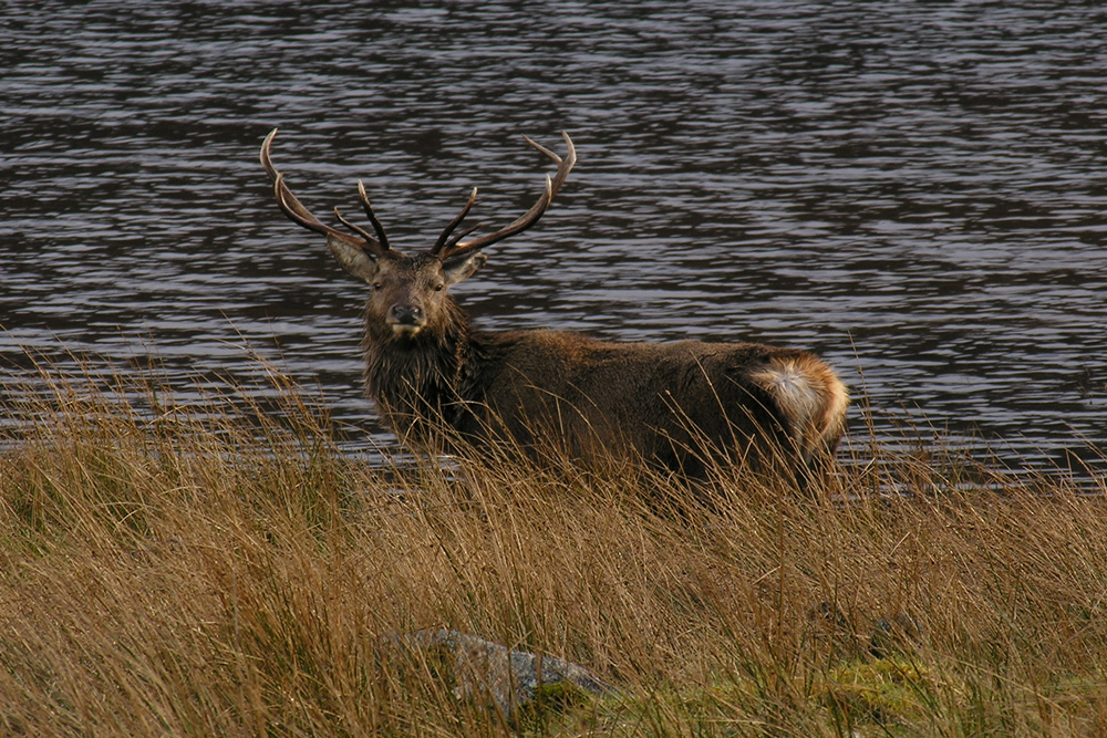 Red Deer Stag by Loch Sunart Ardnamurchan Scotland