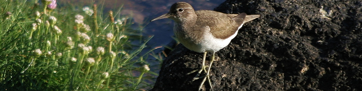 Sand Piper Ardnamurchan Scotland Sand Piper Ardnamurchan Scotland