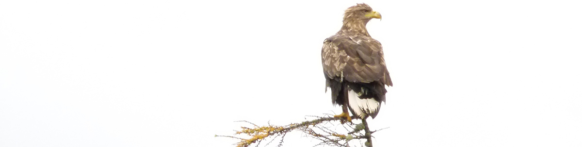 Sea Eagle Ardnamurchan Scotland
