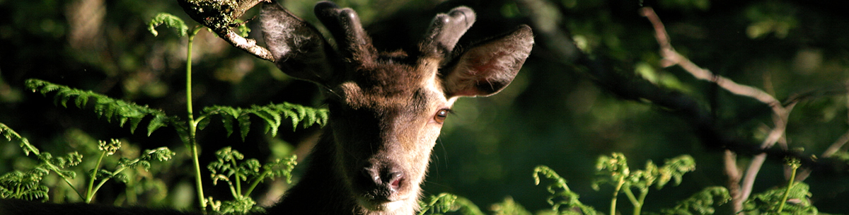 Red Deer buck Ardnamurchan Scotland Red Deer buck Ardnamurchan Scotland
