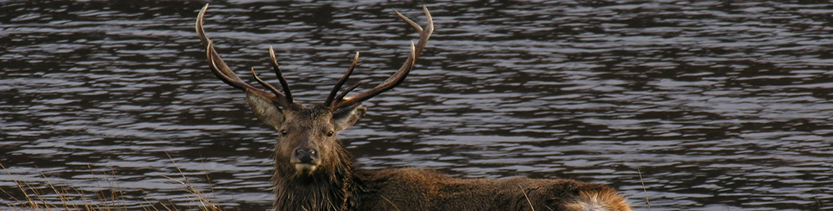 Red Deer Stag Ardnamurchan Scotland