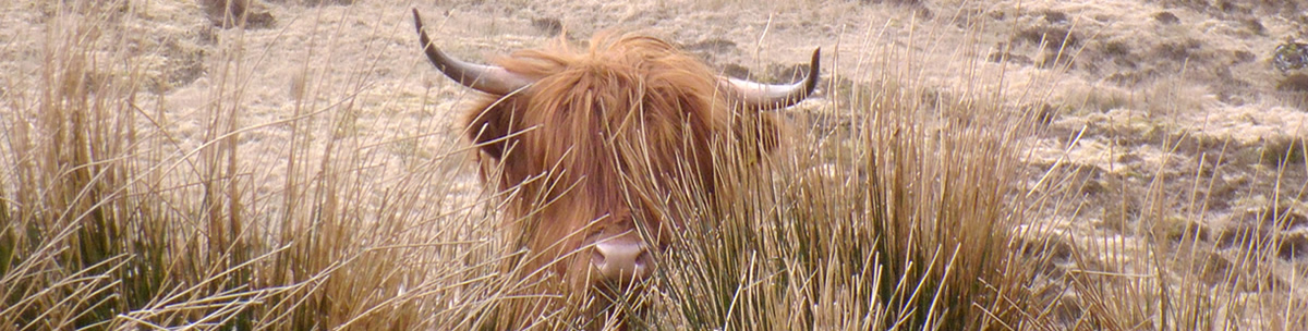 Highland Cow Ardnamurchan Scotland