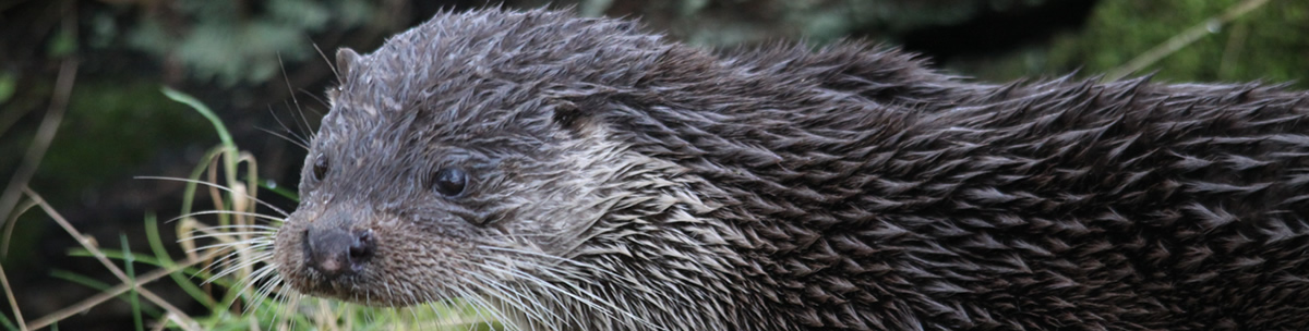 Otter Ardnamurchan Scotland