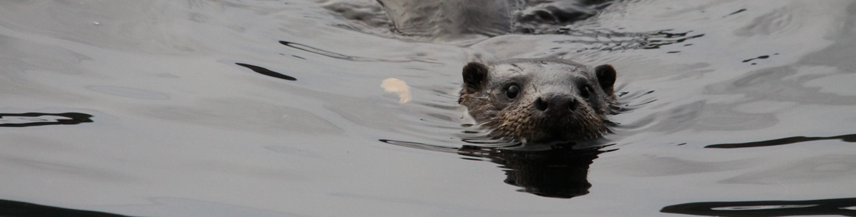 Otter Ardnamurchan Scotland