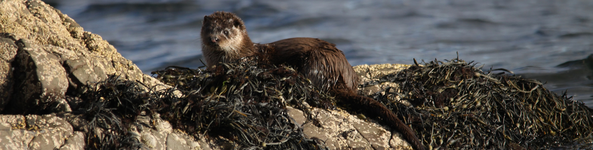Otter Ardnamurchan Scotland Otter Ardnamurchan Scotland