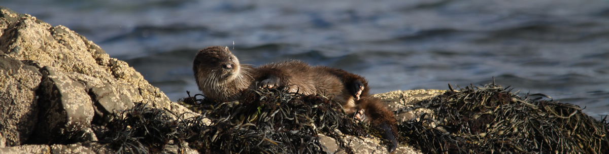 Otter Ardnamurchan Scotland Otter Ardnamurchan Scotland