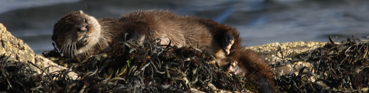 Otter Ardnamurchan Scotland Otter Ardnamurchan Scotland
