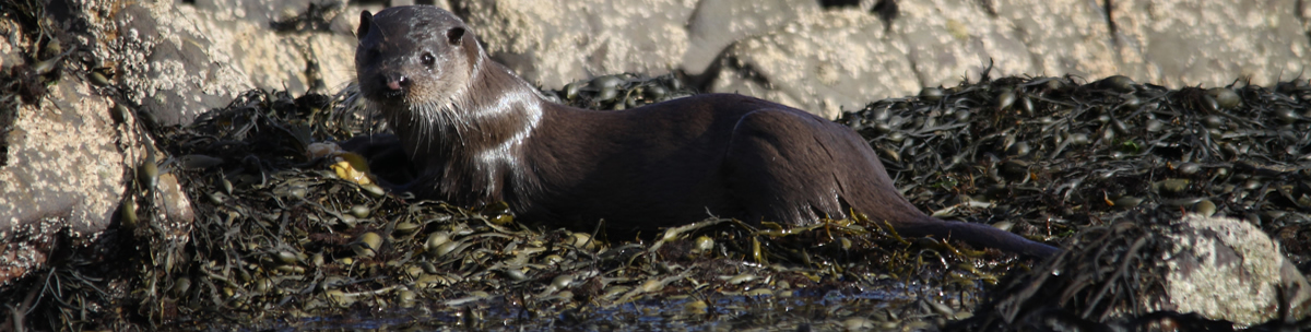 Otter Ardnamurchan Scotland Otter Ardnamurchan Scotland