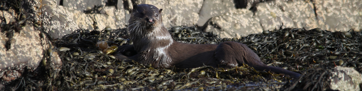 Otter Ardnamurchan Scotland Otter Ardnamurchan Scotland