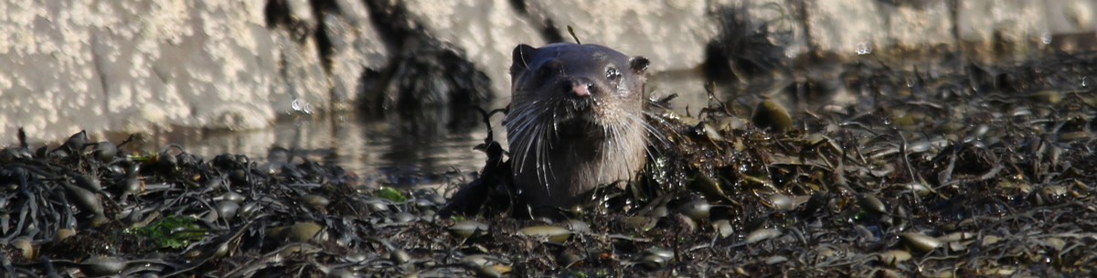Otter Ardnamurchan Scotland Otter Ardnamurchan Scotland