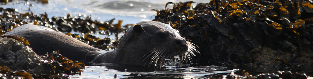 Otter Ardnamurchan Scotland Otter Ardnamurchan Scotland