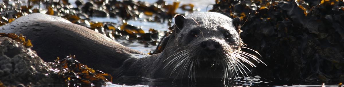 Otter Ardnamurchan Scotland Otter Ardnamurchan Scotland