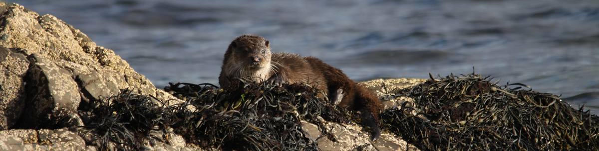 Otter Ardnamurchan Scotland Otter Ardnamurchan Scotland
