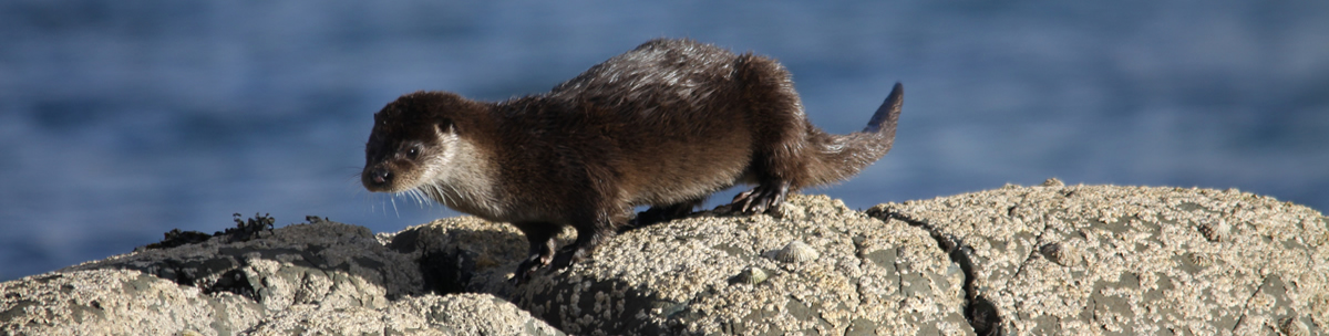 Otter Ardnamurchan Scotland