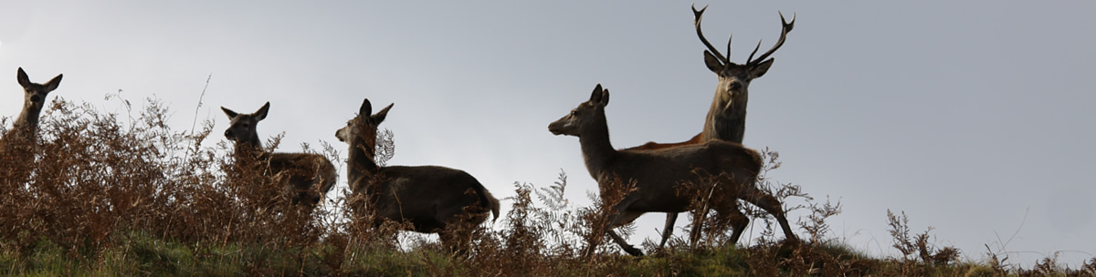 Red Deer Ardnamurchan Scotland Red Deer Ardnamurchan Scotland