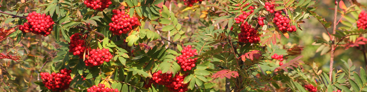 Rowan Berries Ardnamurchan Scotland Rowan Berries Ardnamurchan Scotland