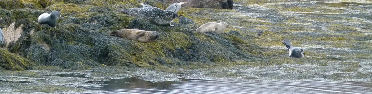 Seals Ardnamurchan Scotland
