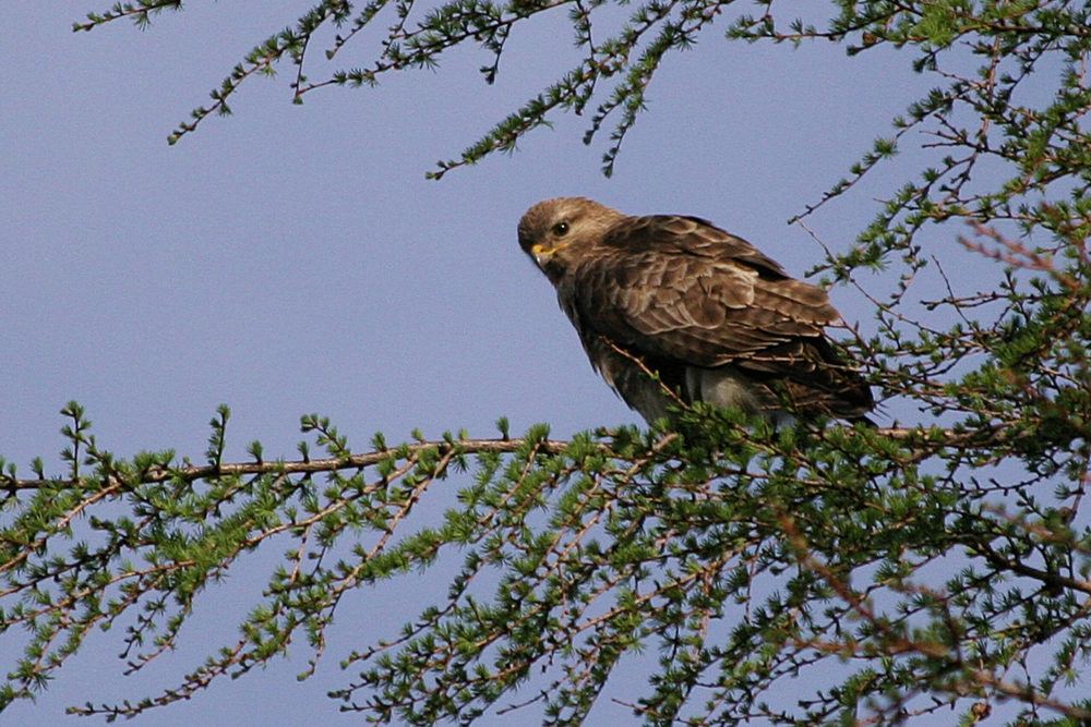 Buzzard Buzzard Ardnamurchan Scotland