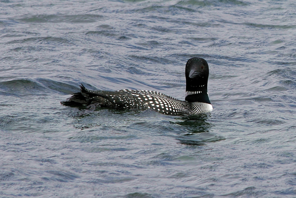 Great Northern Diver Great Northern Diver Strontian Ardnamurchan Scotland