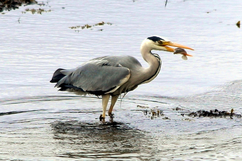 Heron fishing in Loch Sunart Ardnamurchan Scotland