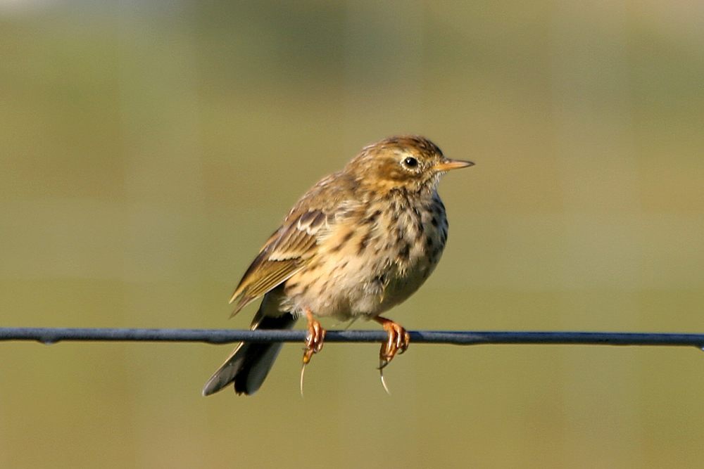 Meadow Pipit Meadow Pipit Ardnamurchan Scotland