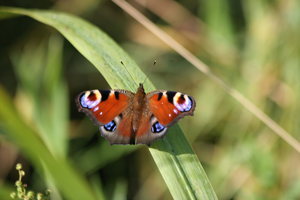 Peacock Butterfly Peacock Butterfly Ardnamurchan Scotland