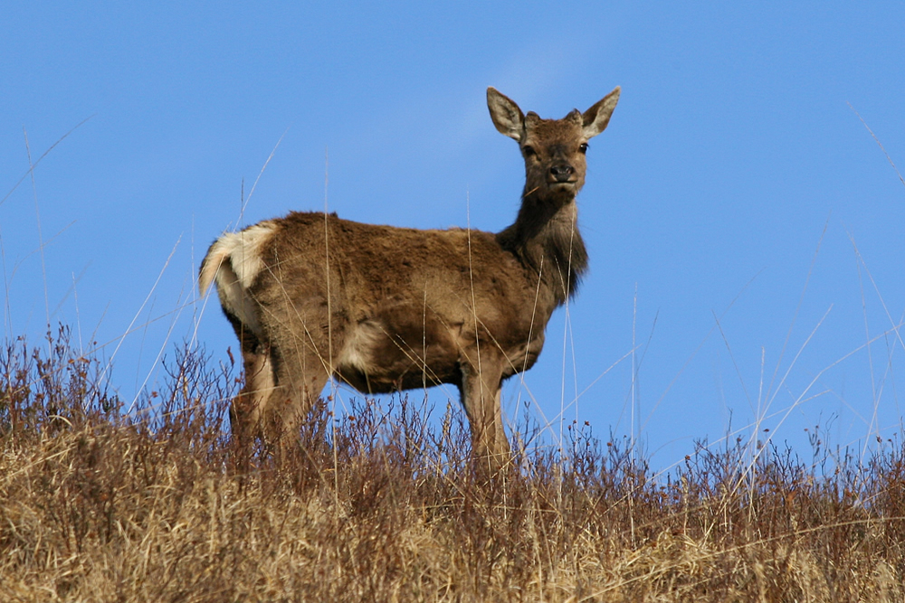 Red Deer Hind Red Deer Hind Ardnamurchan Scotland