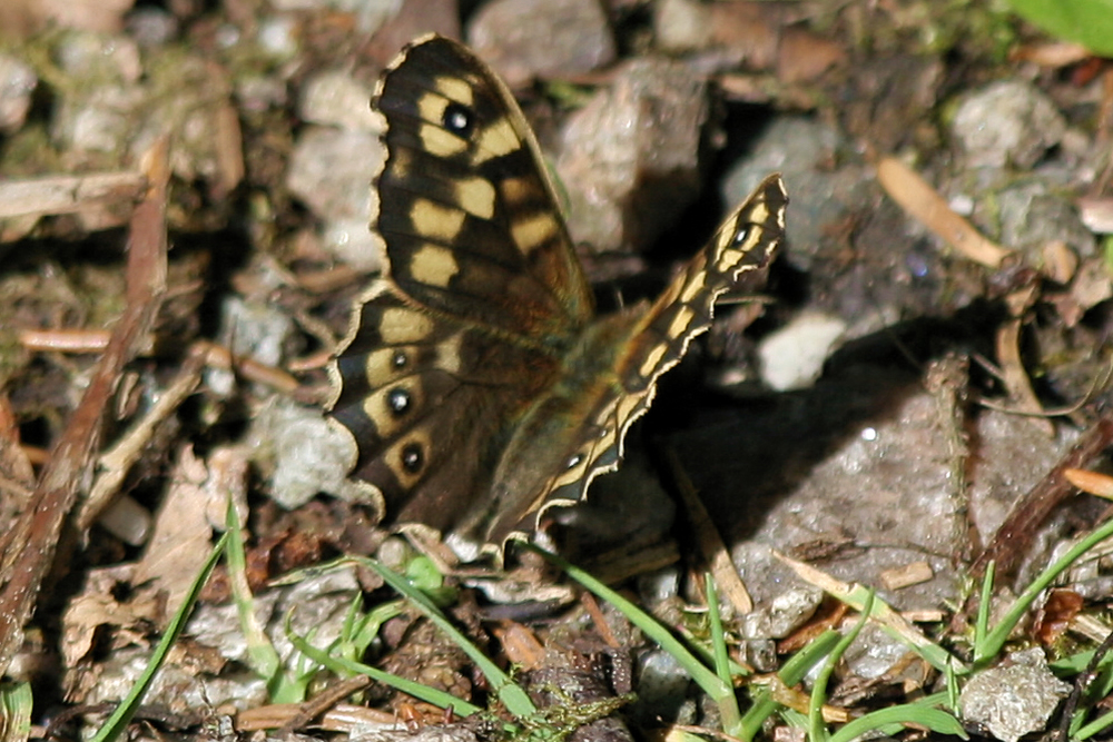 Speckled Wood Butterfly Speckled wood butterfly Ardnamurchan Scotland