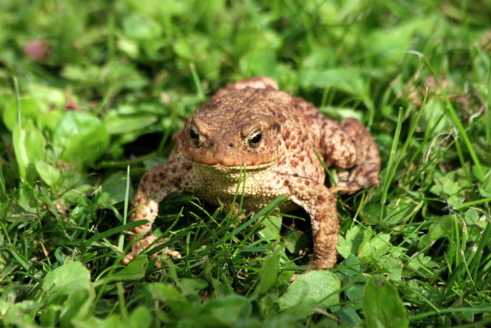 Toad Toad Ardnamurchan Scotland