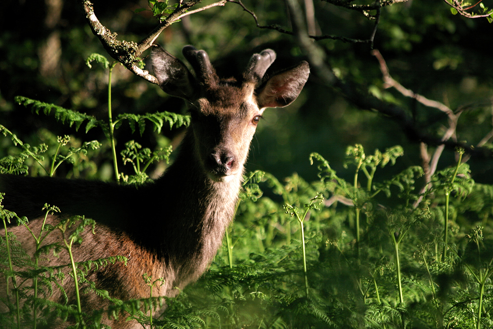 Red Deer Buck Red Deer buck Ardnamurchan Scotland