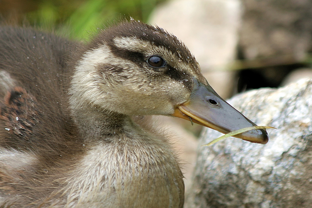 Duckling Duckling Ardnamurchan Scotland