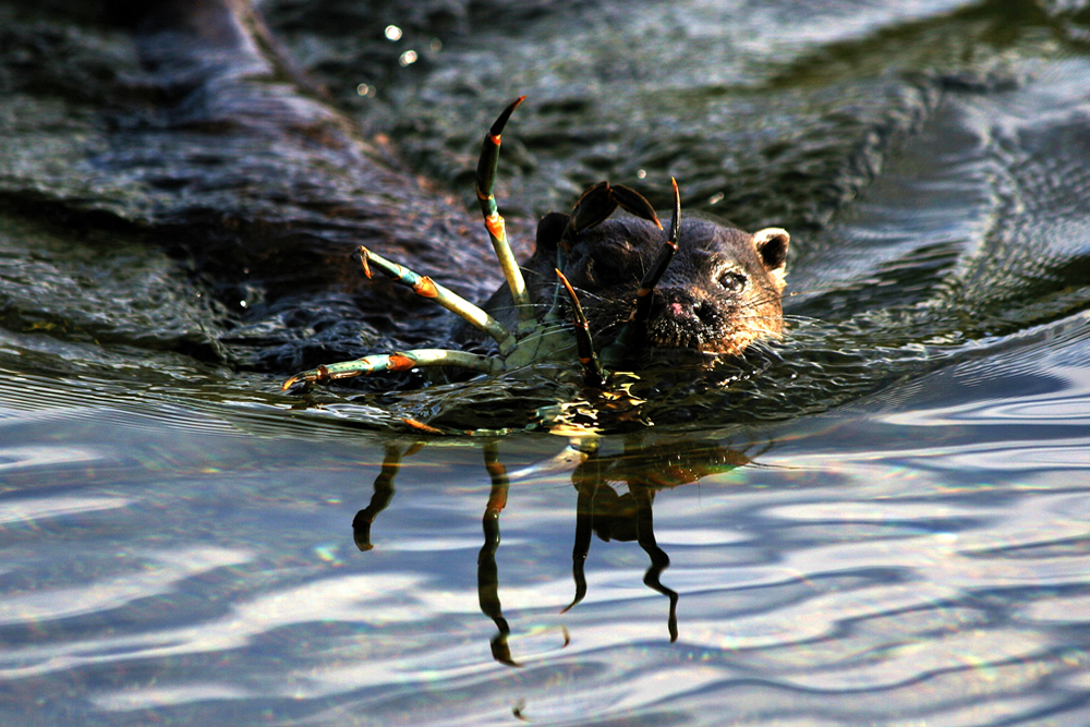 Otter with crab Otter with crab Ardnamurchan Scotland