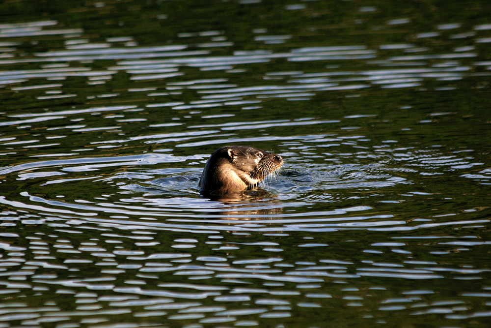 Otter Strontian Ardnamurchan Scotland