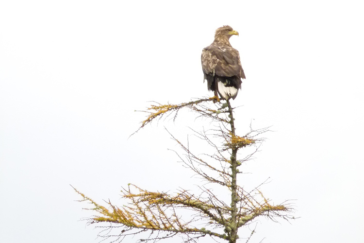 Sea Eagle Sea Eagle Ardnamurchan Scotland