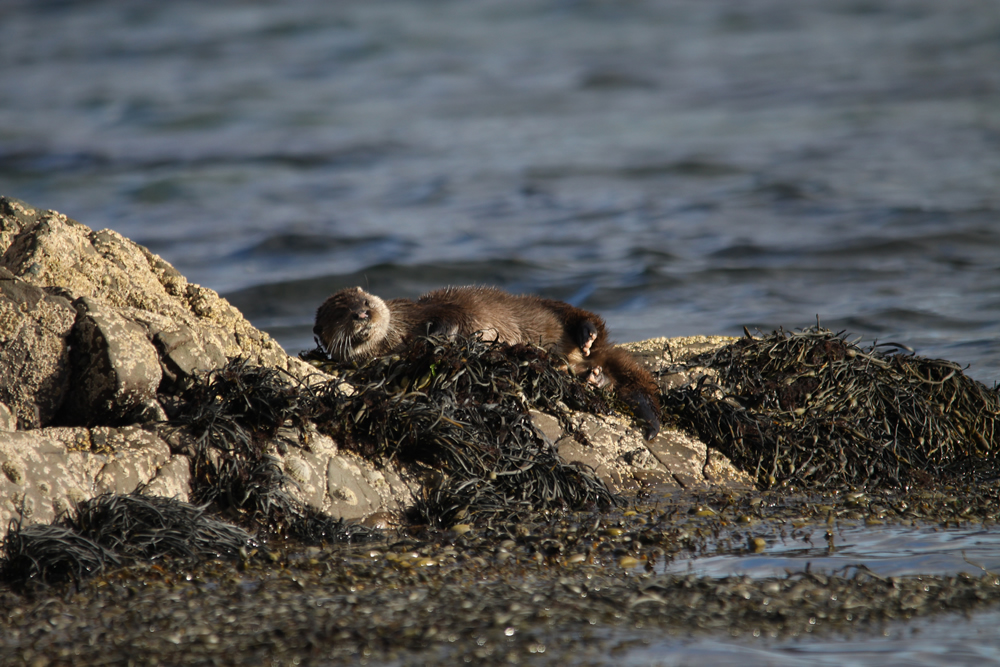 Otter Ardnamurchan Scotland