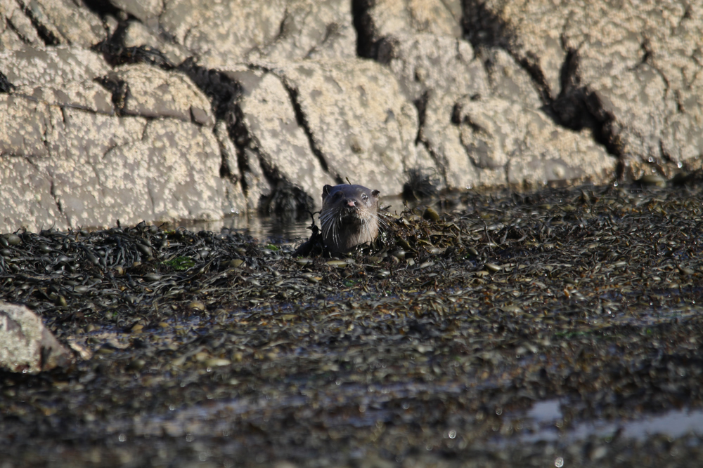 Otter Ardnamurchan Scotland