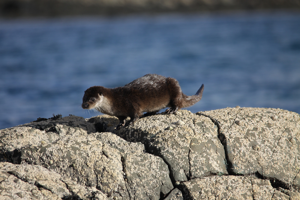 Otter Ardnamurchan Scotland