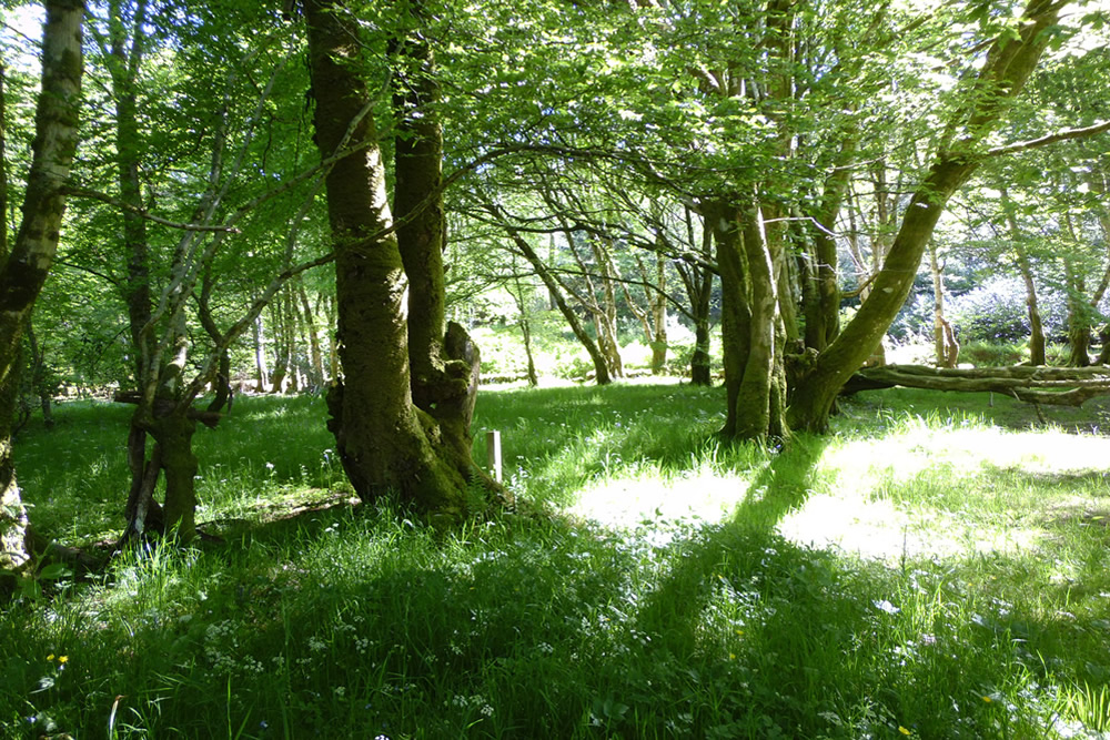 Woodland Ardnamurchan Scotland